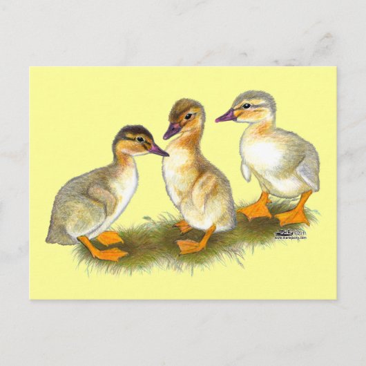Carte Postale Canetons : Buff Orpingtons (Devant)