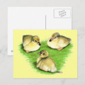 Carte Postale Canetons de canard colvert enneigés (Devant / Derrière)