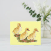 Carte Postale Canetons jaunes (Debout devant)