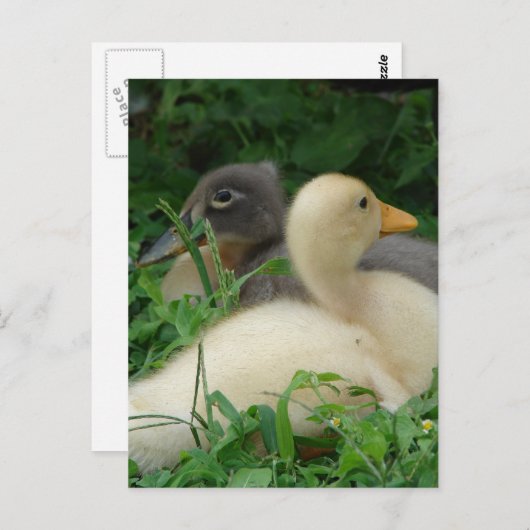 Carte Postale Canettes (Devant / Derrière)