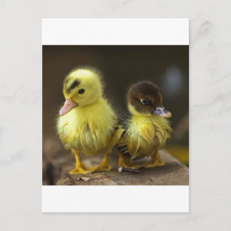Carte Postale Canettes