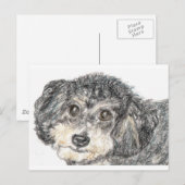 CARTE POSTALE CANICHE (Devant / Derrière)