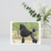 Carte Postale Caniche (Debout devant)