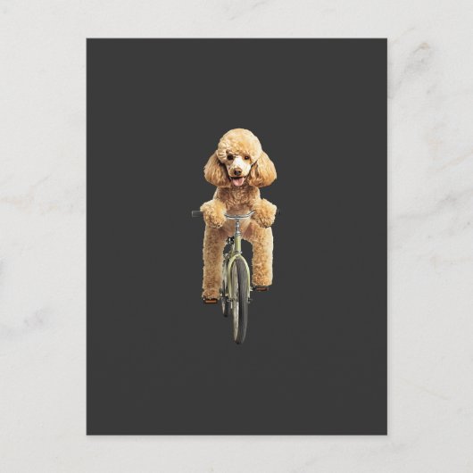 Carte Postale Caniche (Devant)