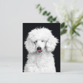 Carte Postale Caniche blanc (Debout devant)