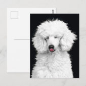 Carte Postale Caniche blanc (Devant / Derrière)