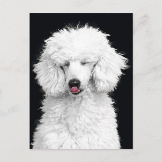 Carte Postale Caniche blanc (Devant)