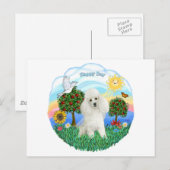 Carte Postale Caniche (blanc #14) (Devant / Derrière)