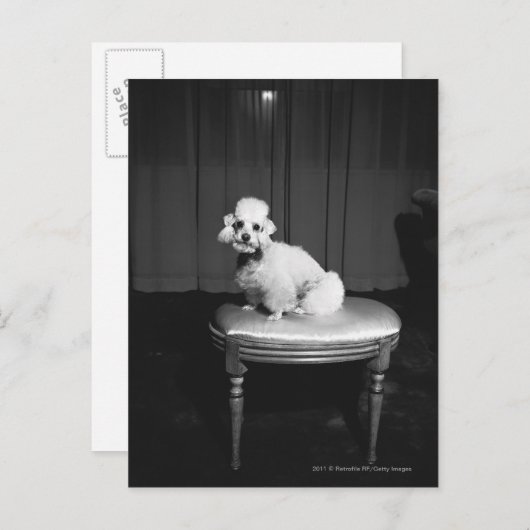 Carte Postale Caniche blanc assis sur le tabouret B&W (Devant / Derrière)