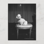 Carte Postale Caniche blanc assis sur le tabouret B&W (Devant)