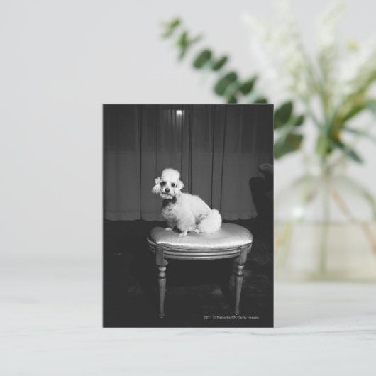 Carte Postale Caniche blanc assis sur le tabouret B&W (Debout devant)