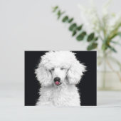 Carte Postale Caniche blanc idiot (Debout devant)