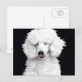 Carte Postale Caniche blanc idiot (Devant / Derrière)