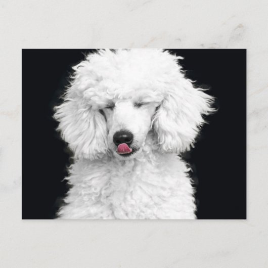 Carte Postale Caniche blanc idiot (Devant)