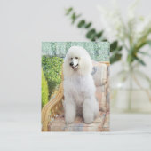 Carte Postale Caniche blanc standard (Debout devant)