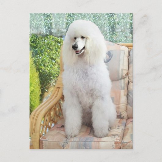 Carte Postale Caniche blanc standard (Devant)