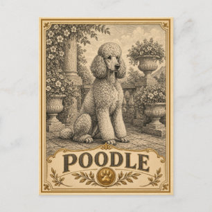 Carte Postale Caniche, Chien du Patrimoine Ancien