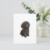 Carte Postale Caniche - chiot jouet noir (Debout devant)