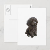 Carte Postale Caniche - chiot jouet noir (Devant / Derrière)