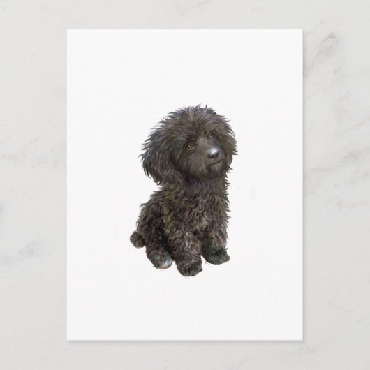 Carte Postale Caniche - chiot jouet noir (Devant)