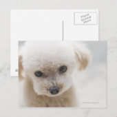 Carte Postale Caniche jouet (Devant / Derrière)