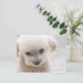 Carte Postale Caniche jouet (Debout devant)