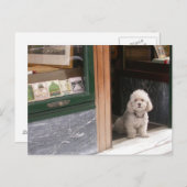 Carte Postale Caniche nain blanc (Devant / Derrière)