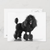 Carte Postale Caniche noire découpée (Devant / Derrière)