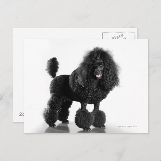 Carte Postale Caniche noire découpée (Devant / Derrière)
