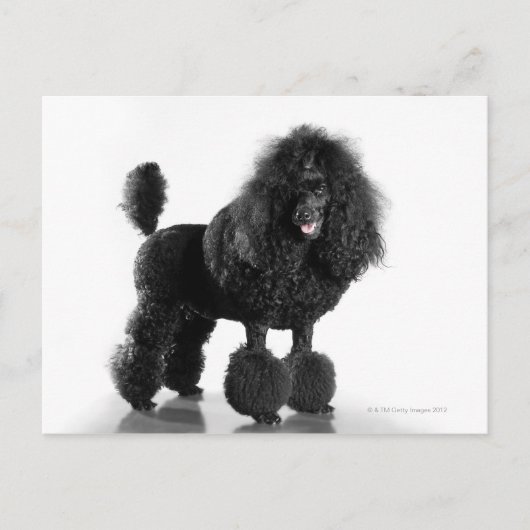 Carte Postale Caniche noire découpée (Devant)