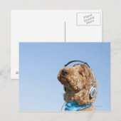 Carte Postale Caniche standard (Devant / Derrière)