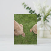 Carte Postale caniche standard (Debout devant)