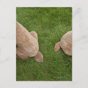 Carte Postale caniche standard