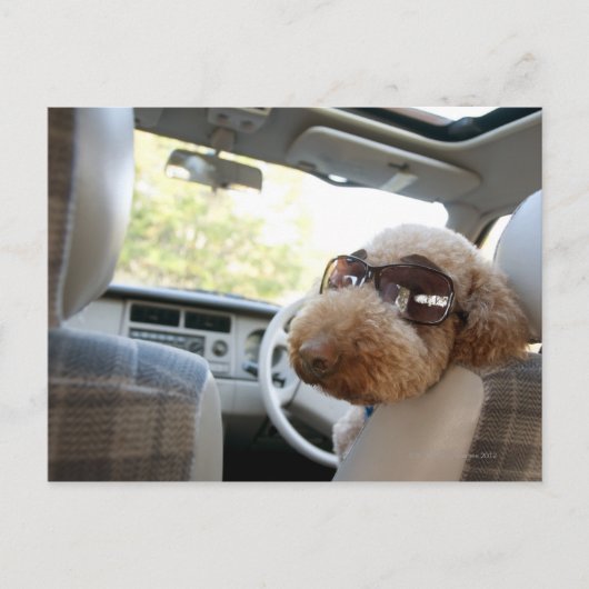 Carte Postale caniche standard 3 (Devant)