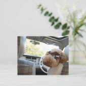 Carte Postale caniche standard 3 (Debout devant)