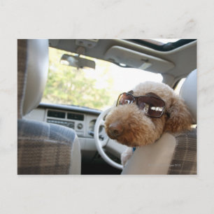 Carte Postale caniche standard 3