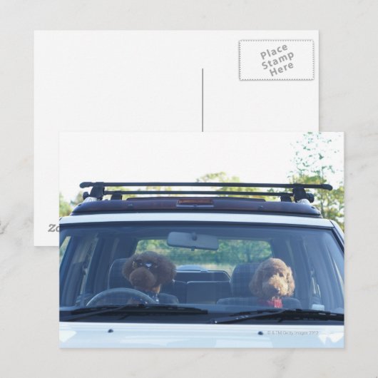 Carte Postale caniche standard 4 (Devant / Derrière)