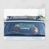 Carte Postale caniche standard 4 (Devant)