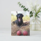 Carte Postale Canines de détente de conservation de Scooby de (Debout devant)