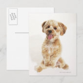 Carte Postale Canis familiaris (Devant / Derrière)