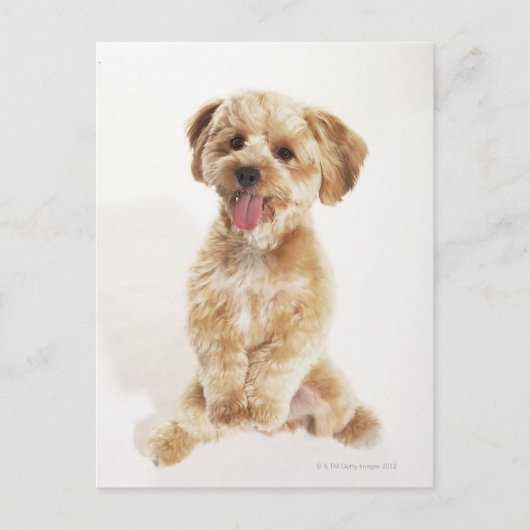 Carte Postale Canis familiaris (Devant)