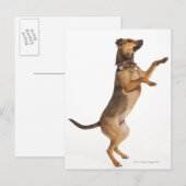 Carte Postale Canis familiaris 2 (Devant / Derrière)