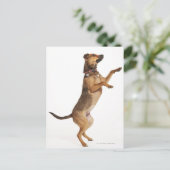 Carte Postale Canis familiaris 2 (Debout devant)