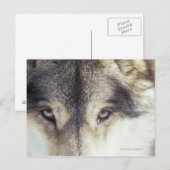 Carte Postale Canis Lupus (Devant / Derrière)