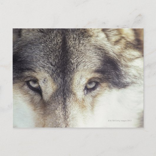 Carte Postale Canis Lupus (Devant)