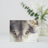 Carte Postale Canis Lupus (Debout devant)