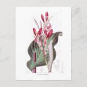 Carte Postale Canna déteindre (Devant)