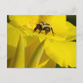 Carte Postale Canna Lily avec Bumble Bee (Devant)