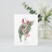 Carte Postale Canna speciosa (Debout devant)