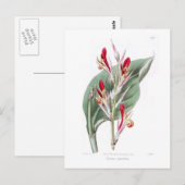 Carte Postale Canna speciosa (Devant / Derrière)
